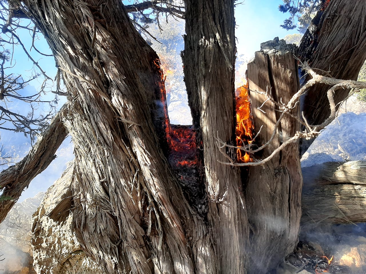 حريق الأشجار في الفريديس